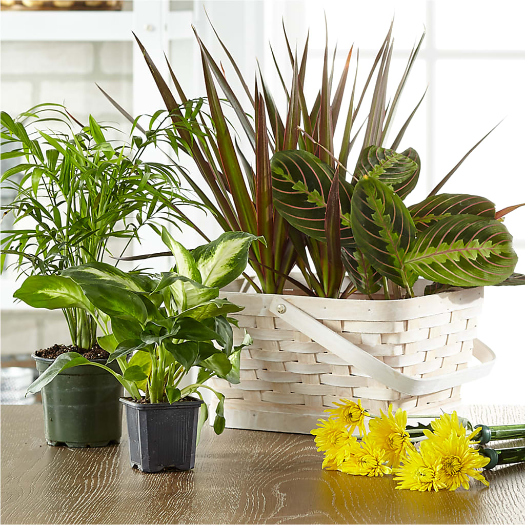 Florist Designed Blooming and Green Plants in a Basket – FLOWERS BY DICK & SON INC, Akron OH