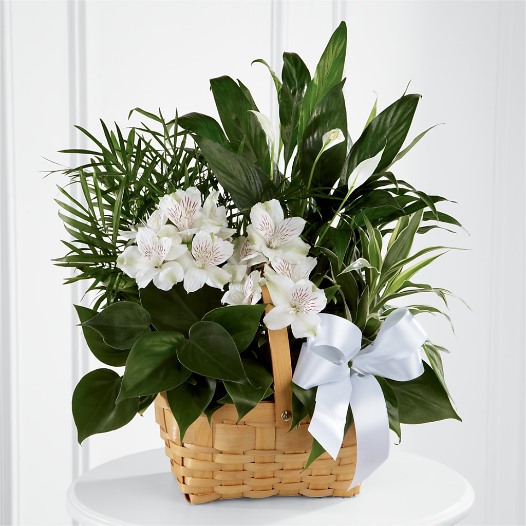 Peace & Serenity Dishgarden – FLOWERS BY DICK & SON INC, Akron OH