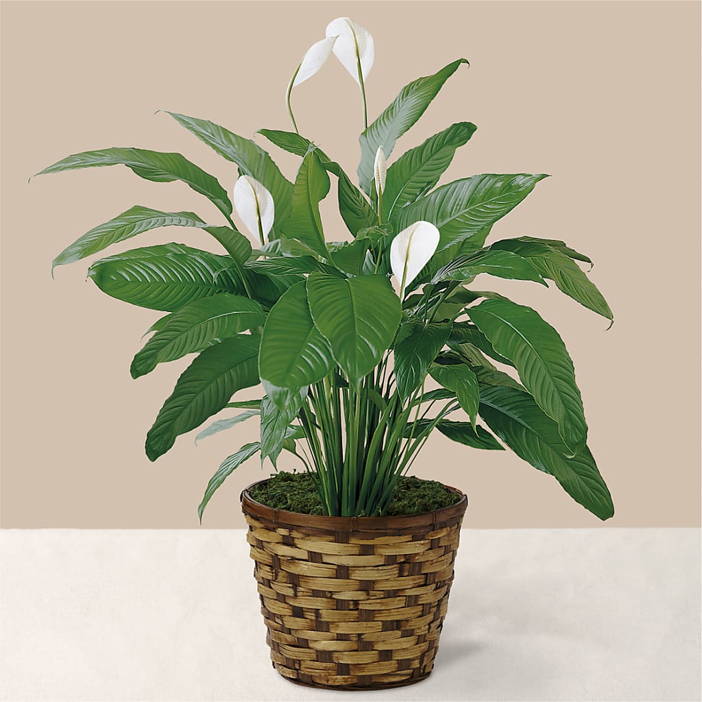 Tranquil Moments Peace Lily Plant – FLOWERS BY DICK & SON INC, Akron OH