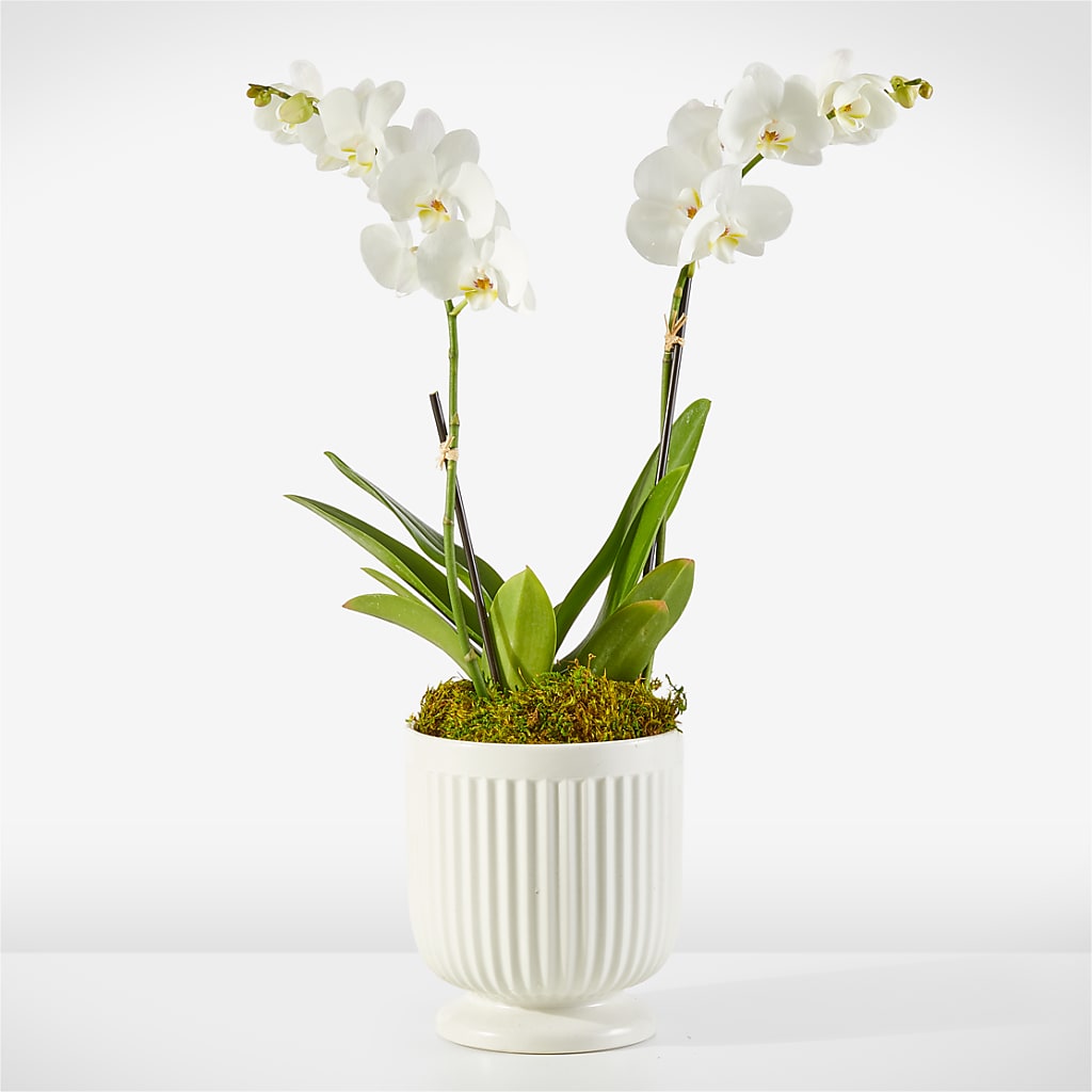 Whispering White Orchid – FLOWERS BY DICK & SON INC, Akron OH