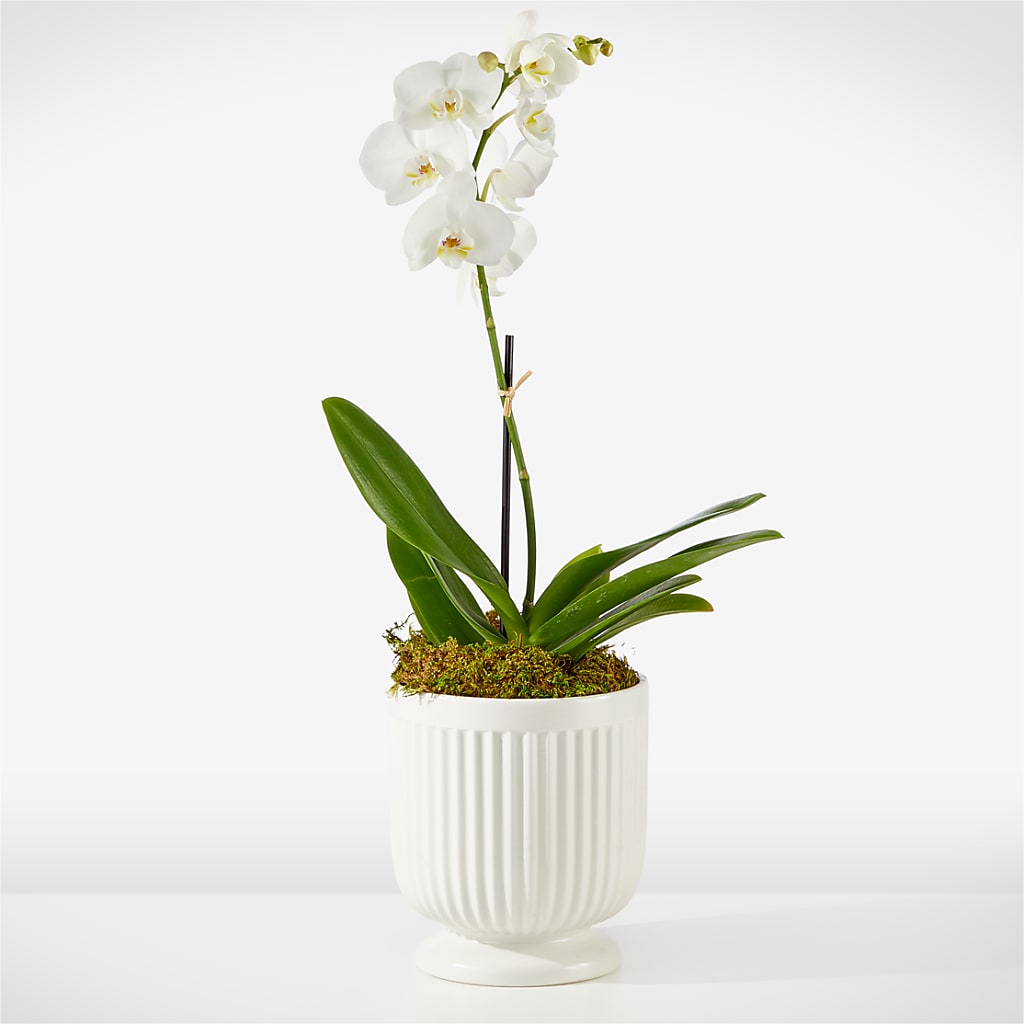 Whispering White Orchid – FLOWERS BY DICK & SON INC, Akron OH