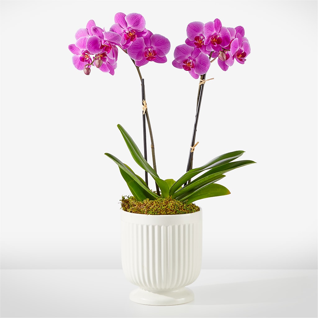 Friendly Fuchsia Orchid – FLOWERS BY DICK & SON INC, Akron OH