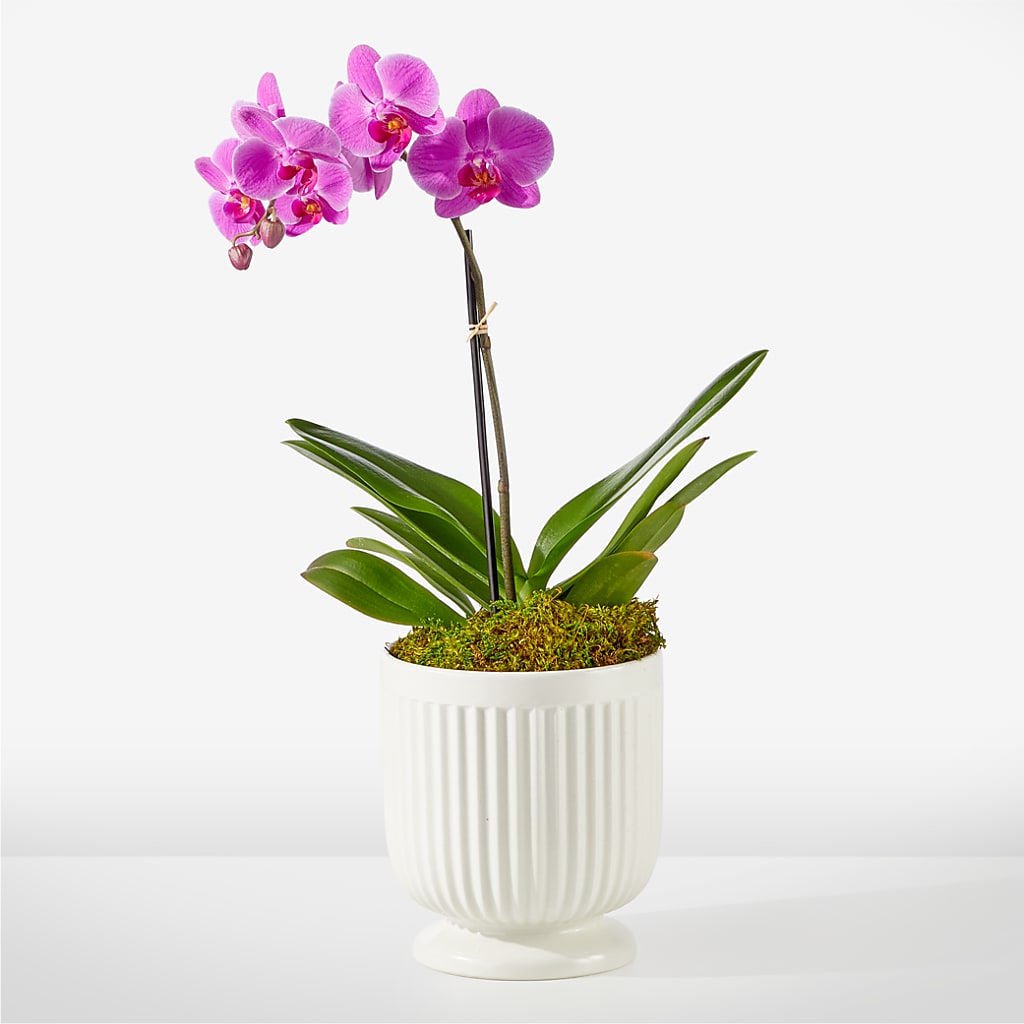 Friendly Fuchsia Orchid – FLOWERS BY DICK & SON INC, Akron OH