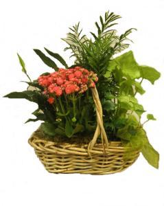 European Garden Medium – FLOWERS BY DICK & SON INC, Akron OH
