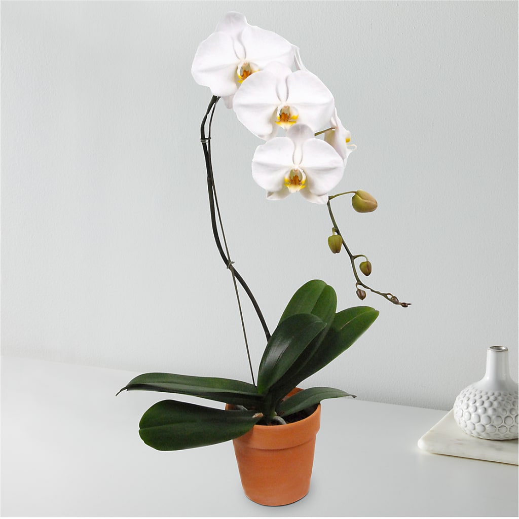 White Cascading Orchid – FLOWERS BY DICK & SON INC, Akron OH
