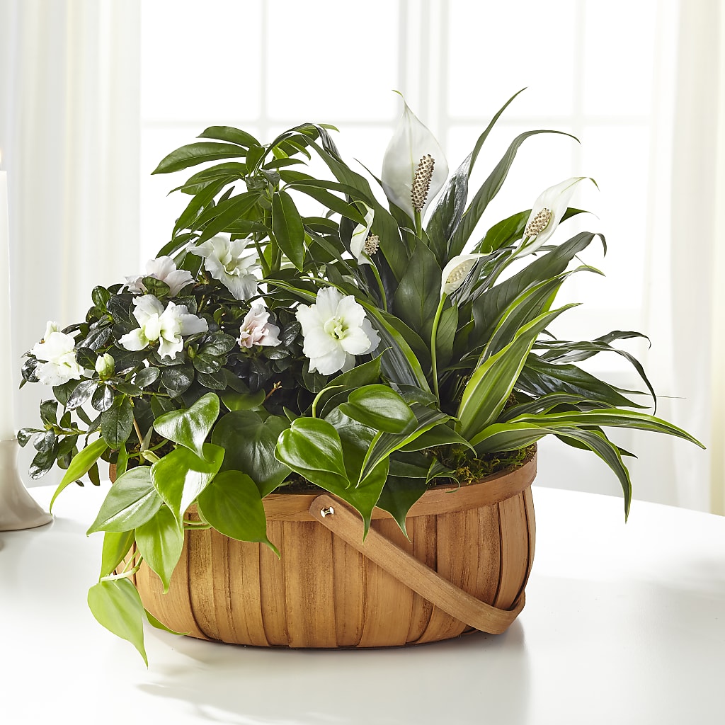 Serene Dishgarden – FLOWERS BY DICK & SON INC, Akron OH