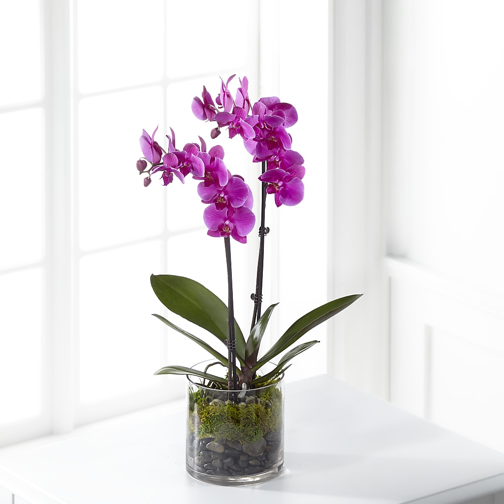 Pink Orchid Plant – FLOWERS BY DICK & SON INC, Akron OH