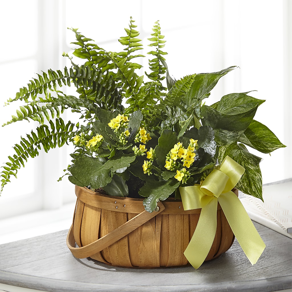 Always Dear Dishgarden – FLOWERS BY DICK & SON INC, Akron OH