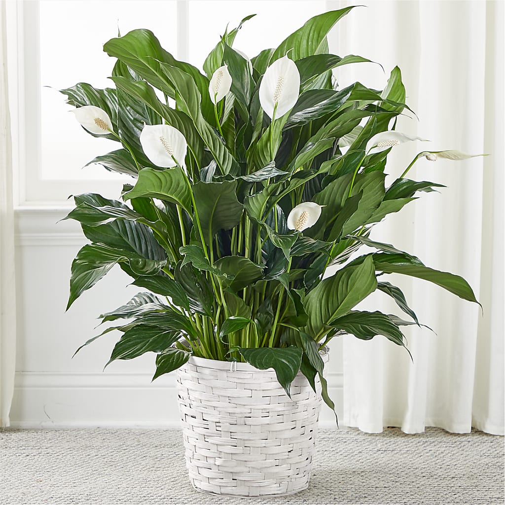 A New Leaf Peace Lily – FLOWERS BY DICK & SON INC, Akron OH