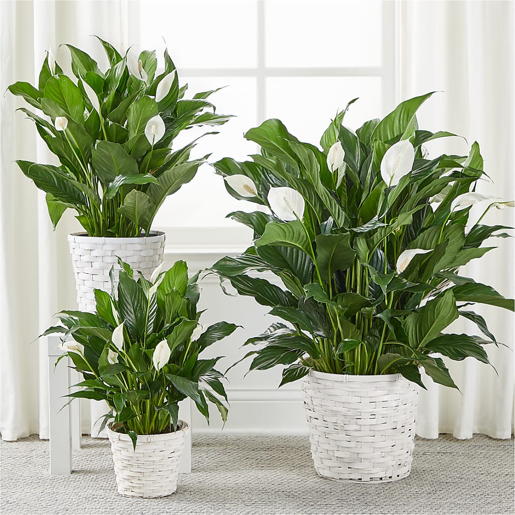 A New Leaf Peace Lily – FLOWERS BY DICK & SON INC, Akron OH