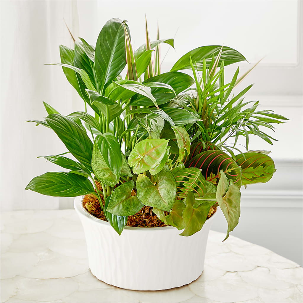 Balance & Harmony Dishgarden – FLOWERS BY DICK & SON INC, Akron OH