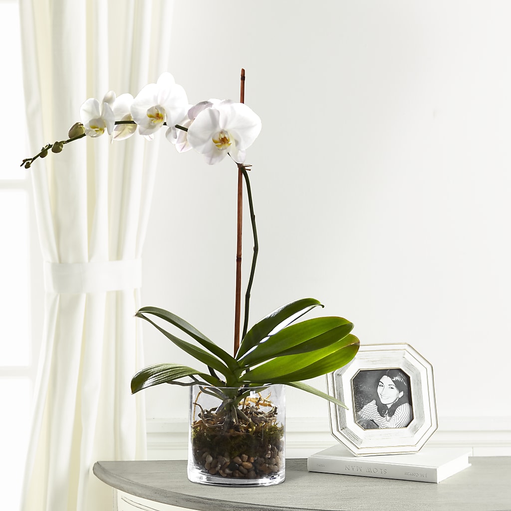 White Orchid Planter – FLOWERS BY DICK & SON INC, Akron OH