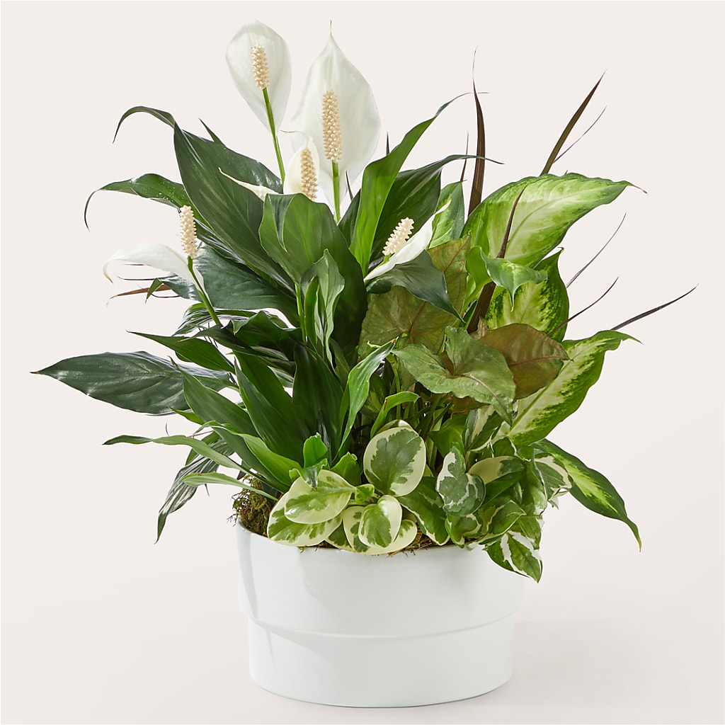 Radiating Positivity Dishgarden – FLOWERS BY DICK & SON INC, Akron OH