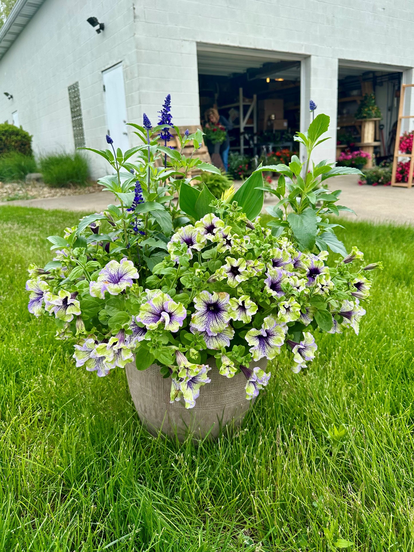 Mixed Annual Planters