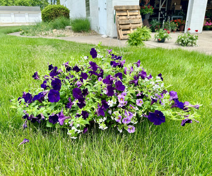 Mixed Combo Basket