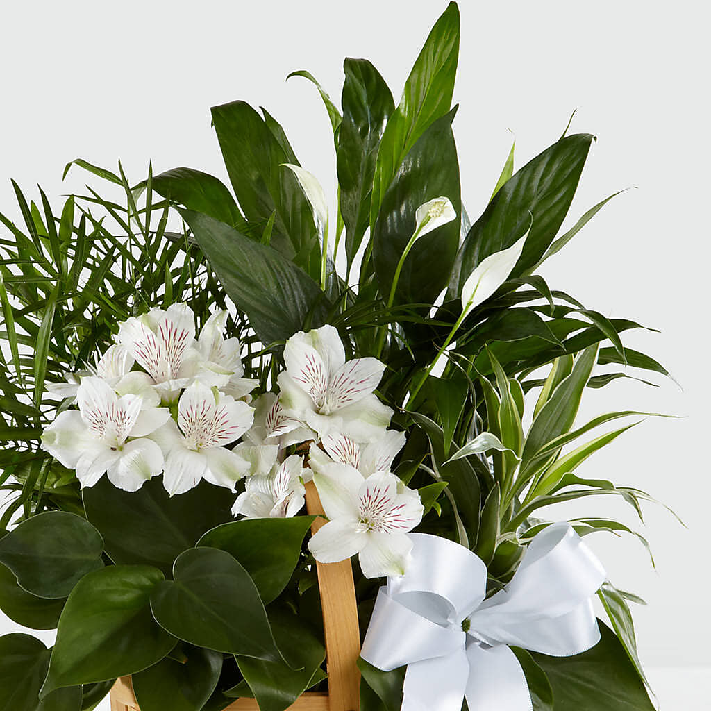 Peace & Serenity Dishgarden – FLOWERS BY DICK & SON INC, Akron OH