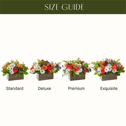Oopsie Daisy Box Bouquet – FLOWERS BY DICK & SON INC, Akron OH