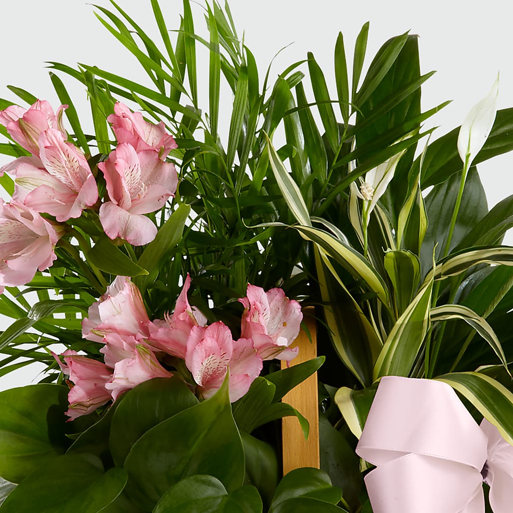 Living Spirit Dishgarden – FLOWERS BY DICK & SON INC, Akron OH