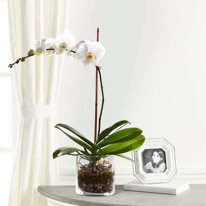 White Orchid Planter – FLOWERS BY DICK & SON INC, Akron OH