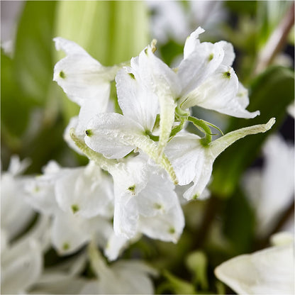 Classic Ivory – A Florist Original – FLOWERS BY DICK & SON INC, Akron OH